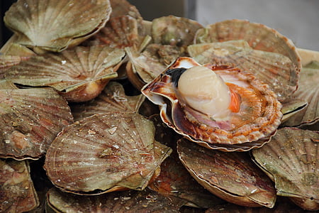 white scallops in shell thumbnail