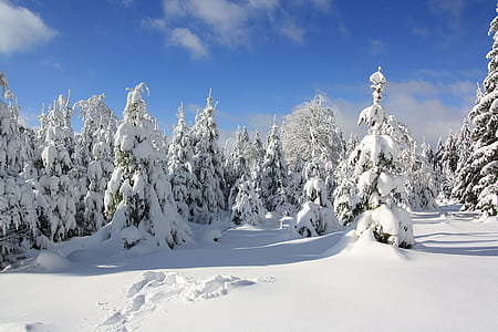 pine trees covered by snow at daytime thumbnail