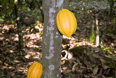 yellow fruits on tree thumbnail
