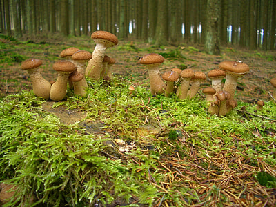 brown mushroom under trees thumbnail