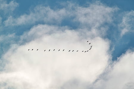 birds flying in the sky during daytime thumbnail