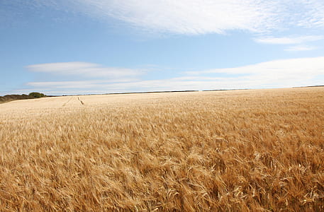 brown grass field at daytim thumbnail