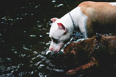 two dog drinking on water at daytime thumbnail