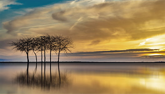 bare tree during daytime thumbnail
