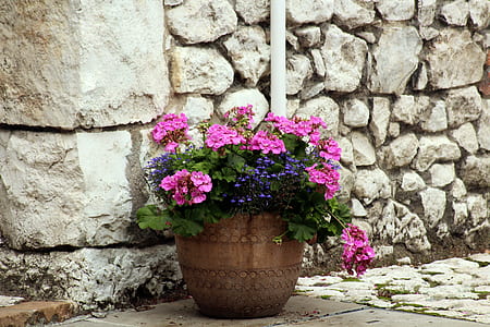pink and blue petaled flowers near stone wall thumbnail