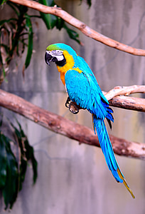 teal, yellow, and green parrot thumbnail