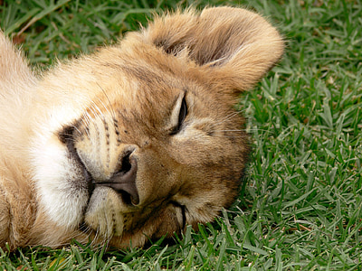 lion cub on grass thumbnail