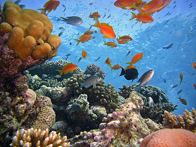 photo of assorted fish under the sea thumbnail