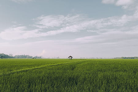 green grass field under cloudy blue sky thumbnail