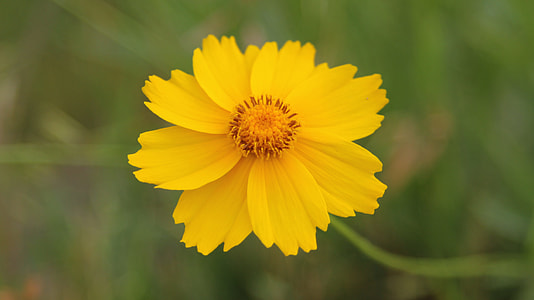 Yellow Flowers, Spring Flowers thumbnail