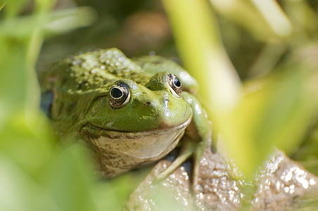 green frog thumbnail