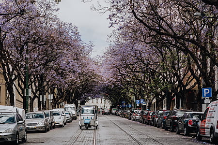 Purple Jacaranda trees. At Avenida Dom Carlos I, Lisbon, Portugal thumbnail