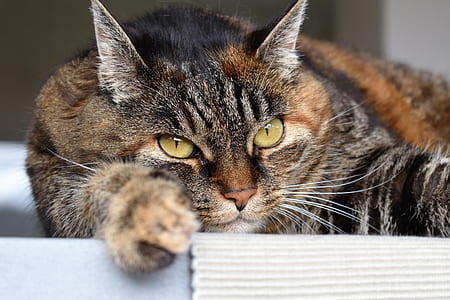 brown tabby cat laying on white platform thumbnail