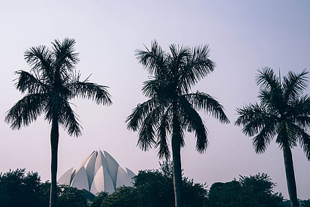 photo of three coconut trees thumbnail