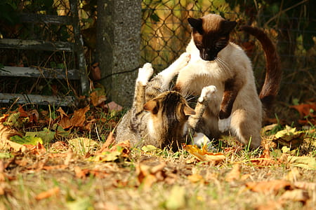 two cats playing on grass field during daytime thumbnail