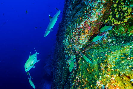 green fishes thumbnail