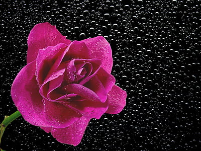 petals, plant, dew, wet thumbnail