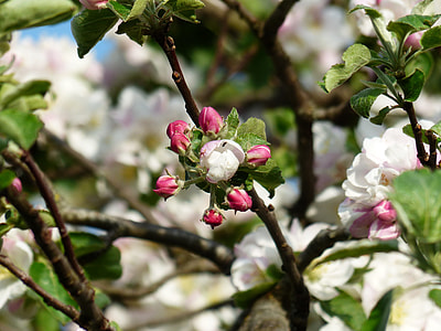 pink and white flowers thumbnail