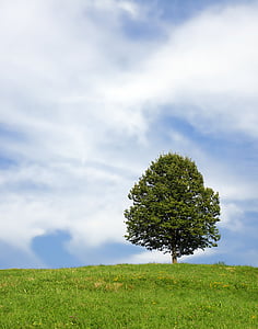 green tree on field thumbnail