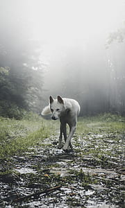 white wolf walking near green leaf tree thumbnail