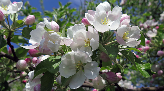 white petaled flowers thumbnail