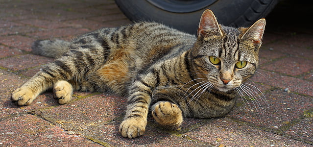 brown and black tabby cat on pavement thumbnail