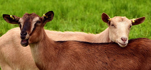 two brown goats thumbnail
