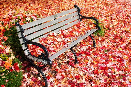 black wrought iron gray wooden bench with red maple leaves thumbnail