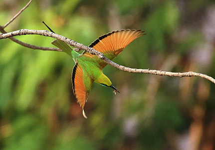 Green Bee Eater, Flying Green Bee thumbnail