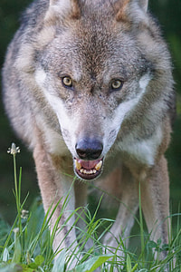closeup photography of brown and black wolf thumbnail