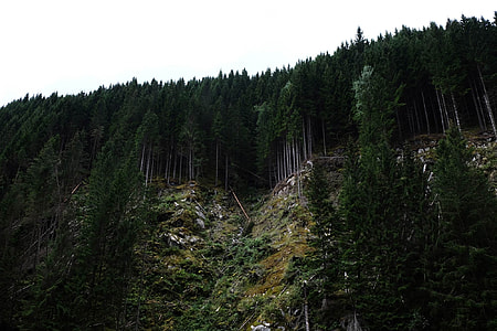 photography of green trees on mountain thumbnail