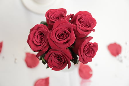tilt shift lens photography of red rose thumbnail