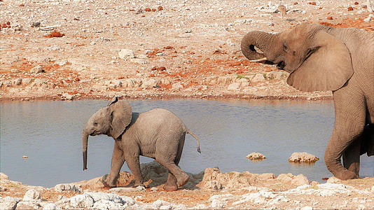 gray elephant and baby elephant walking near body of water thumbnail