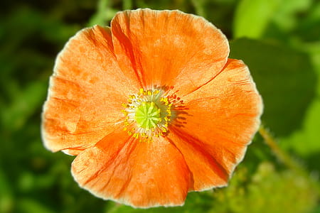 Orange Poppy from above thumbnail