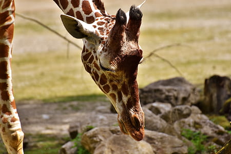 closeup photo of giraffe thumbnail