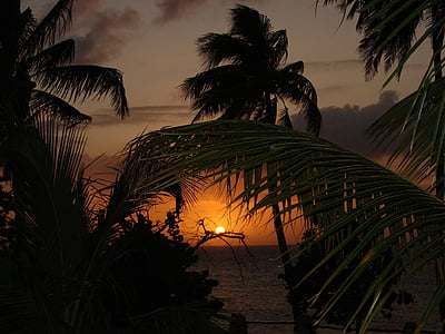 silhouette of palm trees thumbnail