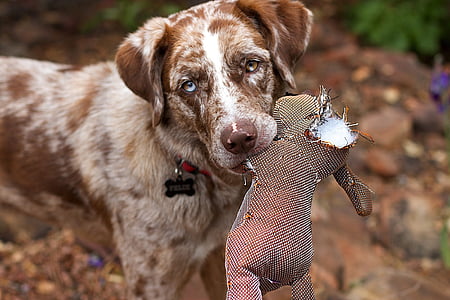 selective focus photo of white and red puppy biting brown rabbit plush toy thumbnail