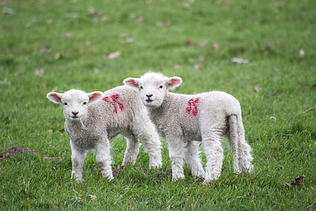 two lambs standing on grass field thumbnail