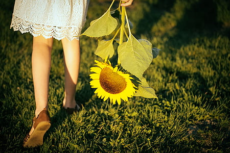 person holding sunflower thumbnail