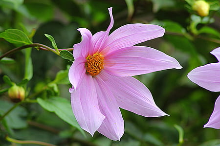 pink flower on branch thumbnail