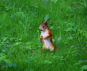 shallow focus photography of brown animal thumbnail