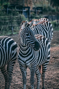 shallow focus photography of zebra facing left on brown field thumbnail
