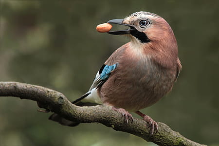 selective focus photography of brown bird perching on tree branch thumbnail