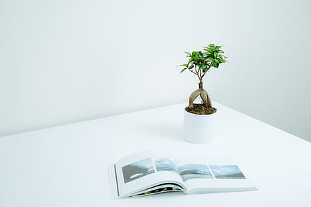 opened white book near green leafed plant thumbnail