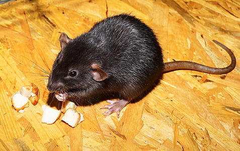 black rat eating food thumbnail