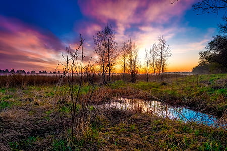 photo of green plants near body of water thumbnail