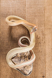 beige snake on brown wooden floor thumbnail