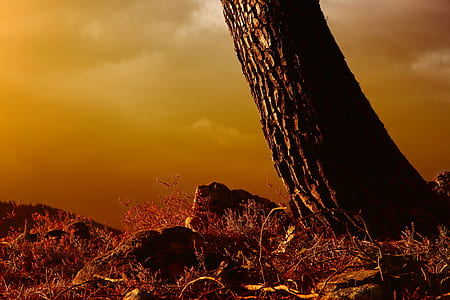 brown tree under cloudy sky thumbnail