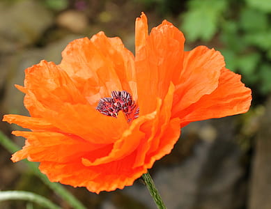 orange poppy in bloom close up photo thumbnail