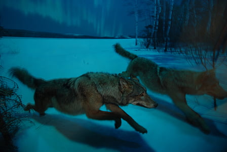 two brown wolves painting thumbnail